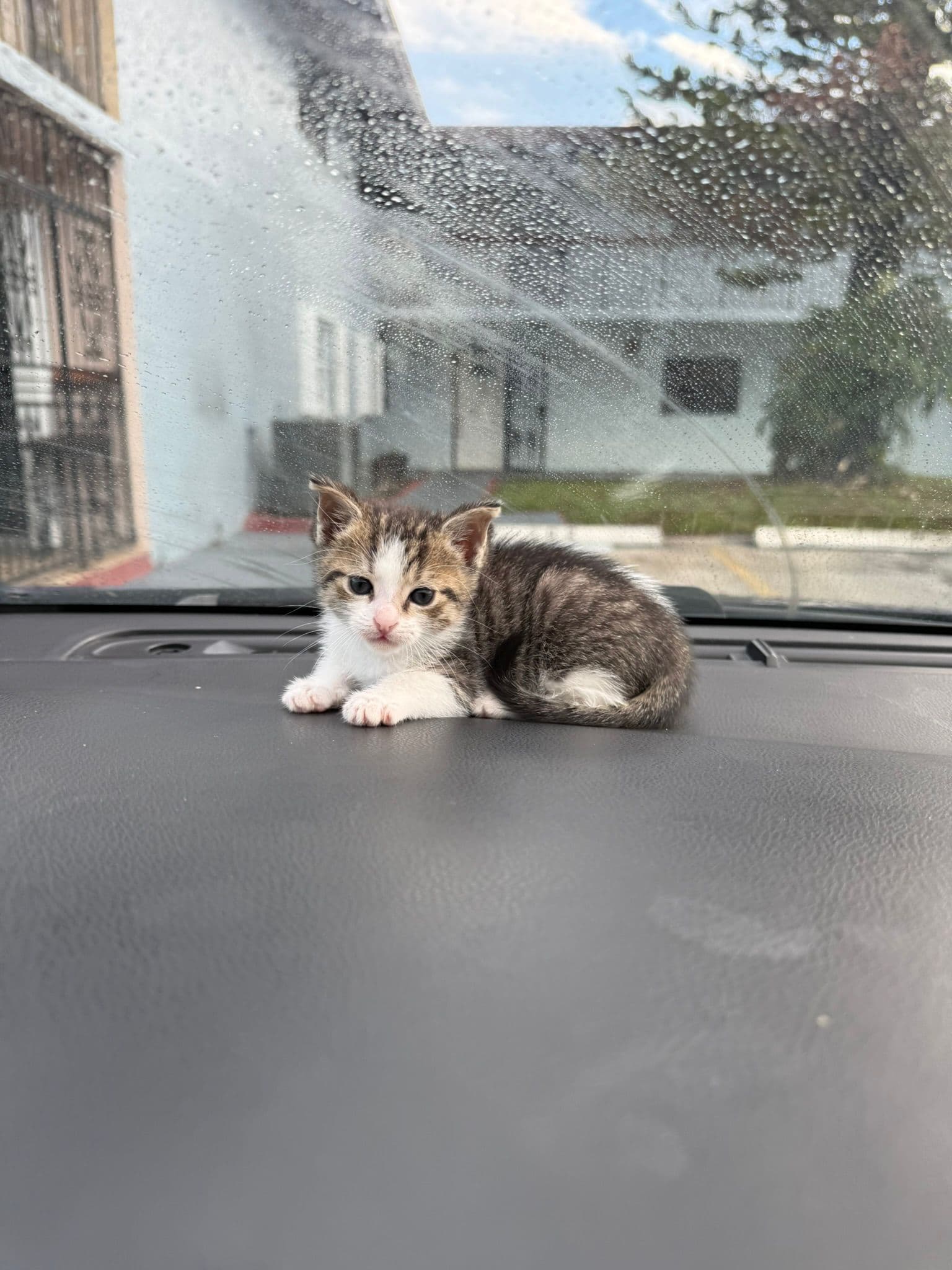 Daniel example photo